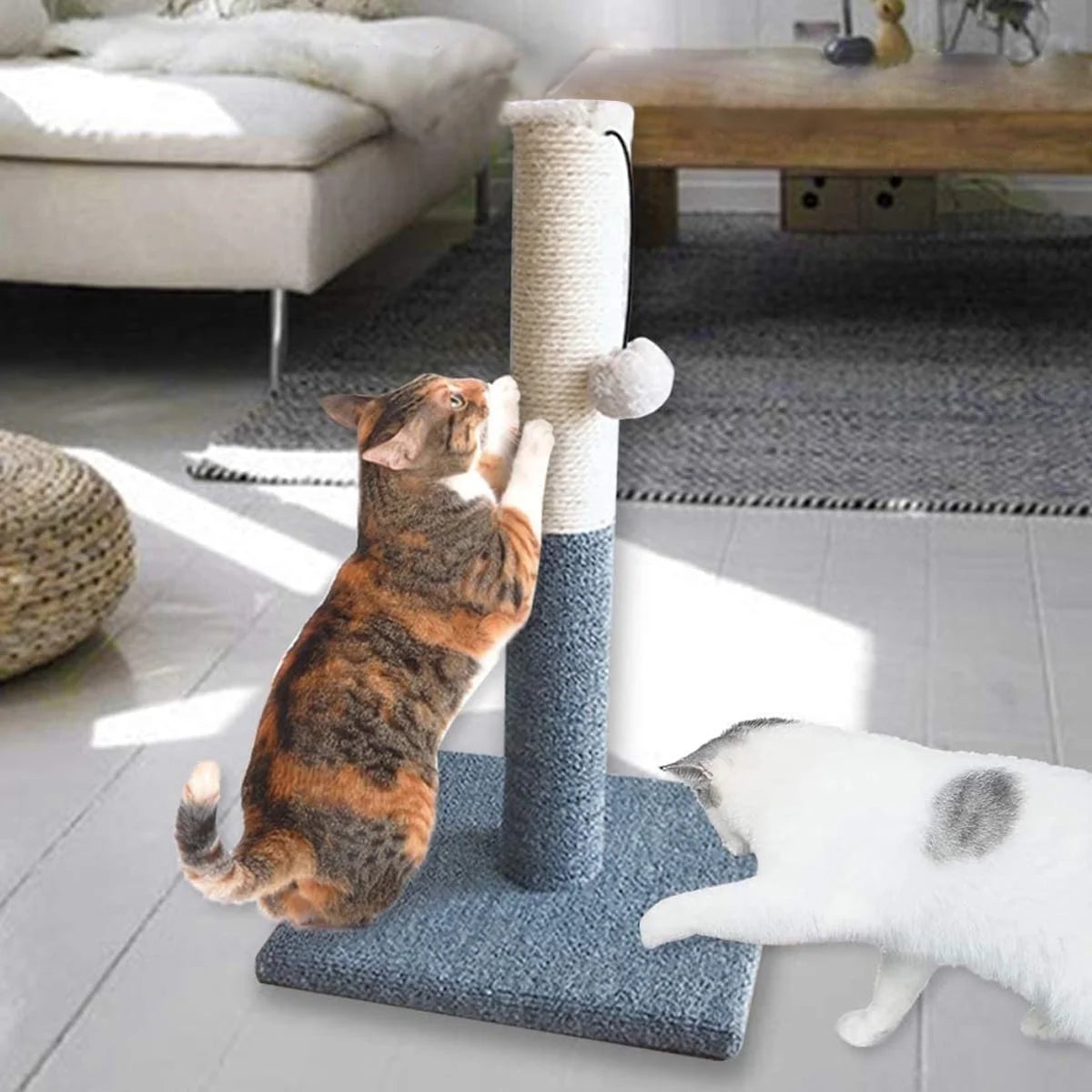 For Cats